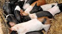 Hampshire Pigs FOR SALE, livestock for sale online 