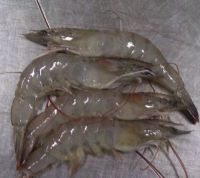 VANNAMEI SHRIMP