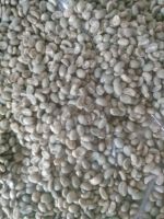 Indonesian Arabica Coffee beans