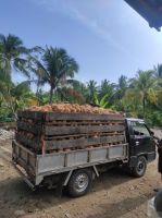 Semi Husked Coconut