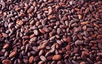 Cocoa Beans, Cashew Nuts
