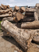 Teak logs