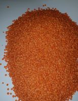 Red Lentils