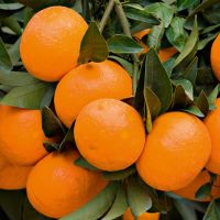Mandarin/Valencia Oranges
