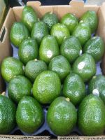  Fresh Avocados