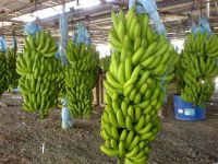 Cavendish Bananas