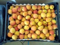 Fresh Apricots