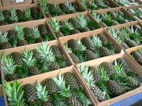 Fresh Pineapples