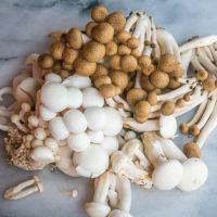 Boletus Mushrooms 