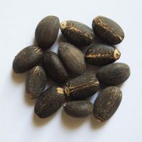 Jatropha Seeds