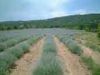 Quality and Sell Lavender