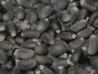 Quality And Sell Jatropha Seeds