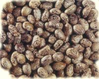 Quality and Sell Castor Seeds