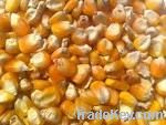 Quality and Sell Maize | Maize Exporter | Corn Grain Seller | Maize Buyer | Bulk Maize Grain Importer | Corn bean Buyer | Corn bean Wholesaler | Corn Grain Manufacturer | Best Quality Corn Grain | Cheap Maize Supplier | Low Price Corn | Yellow Corn | Whit