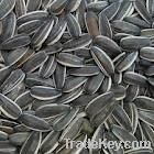 Quality and Sell Sunflower Kernel Seeds