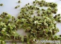 Quality and Sell moringa pkm1 seed for sale