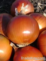 Quality and Sell Onion seeds