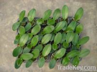 Quality and Sell phalaenopsis seedling