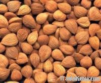 Quality and Sell Apricot Kernel