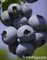 Quality and Sell Blueberry Plants for sale in India