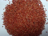 Quality and Sell Piper Sudan Grass Seeds