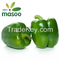 Quality and Sell Cheap High Quality Fresh Green Pepper from Shandong (China)