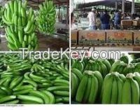 Quality and Sell Fresh Class A Green Cavendish Bananas