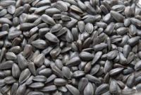 Quality and Sell Sunflower seeds 5009 ,363 (20/64 22/64 24/64)