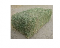 Quality and Sell High Protein Timothy Hay For Animal Feeds