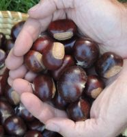 Quality and Sell  Fresh Chestnuts / Raw Chestnuts / Dried Chestnut 
