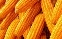 Quality and Sell  Grade A Yellow Corn For Animal Feed For Sale 