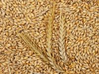 Quality and Sell Feed Barley For Animal Feed And Human