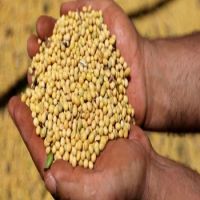 Quality and Sell Soybeans seed