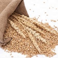 Quality and Sell Milling wheat/Best quality/ competitive price