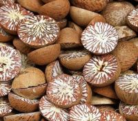 Quality and Sell High Purity Whole / Half Betel Nuts Areca catechu / Areca nuts available at great rates