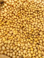 Quality and Sell Quality Soy beans from Nigeria Available 