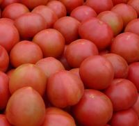 Quality and Sell Fresh Tomatoes