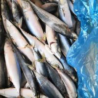 Quality and Sell Frozen Sardine Fish and Frozen Horse Mackerel 