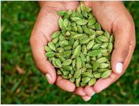 Quality and Sell Green cardamom