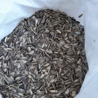 Quality and Sell Black Sunflower Seeds