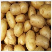 Quality and Sell Fresh potatoes