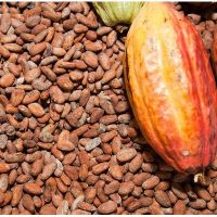 Quality and Sell Cocoa Beans