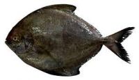 Quality and Sell Black Pomfret