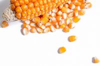 Quality and Sell Hybrid Maize Seeds Packing 5 Kg