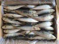 Quality and Sell Frozen Sarden Fish