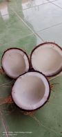 Coconut Semi Husked Fresh From Indonesia