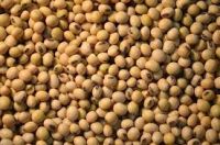 Non GMO High Grade Good Quality Soy Beans Raw Soybean Grain In Bags Organic Bulk Soybean Seeds For Food