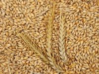Barley  Buckwheat  Corn 