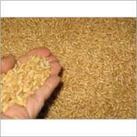 Wheat Bran, Worm