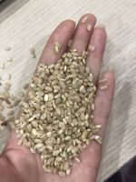 Importing JAPONICA BROWN RICE with the most competitive rice from Vietnamese manufacturer